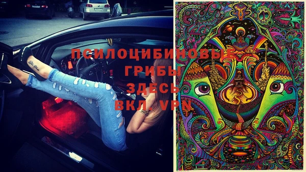 сатива Дмитровск