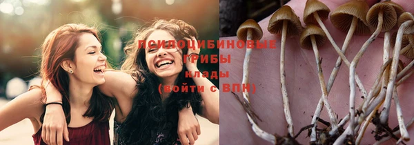 сатива Дмитровск
